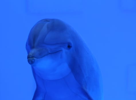 blue dolphin underwater swimming and looking at us, great wildlife background