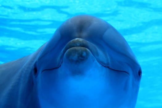 blue dolphin underwater swimming and looking at us, great wildlife background