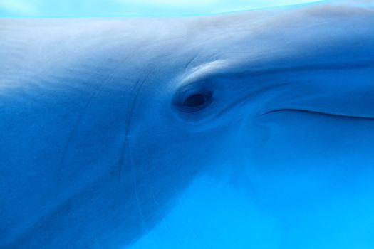 blue dolphin underwater swimming and looking at us, great wildlife background