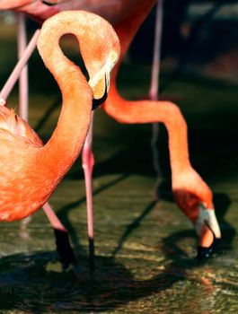 two pink flamingo birds in a pond, long necks