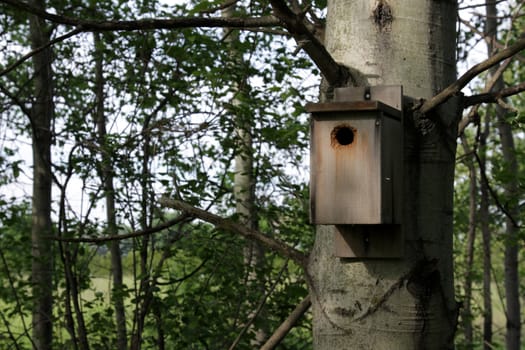 A birdhouse nailed to a tree.