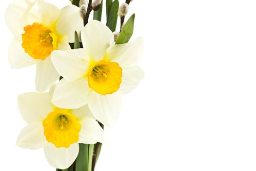 narcissus flowers