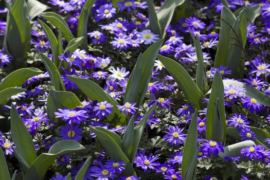 purple japanese anemone flowers