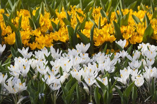 Beautiful crocus flowers in Keukenhof Garden