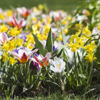 Colorful spring flowers in the park