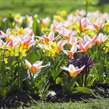 Colorful spring flowers in the park