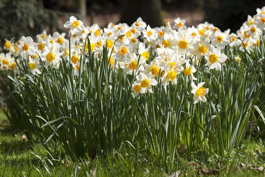 narcissus flowers - sign of spring