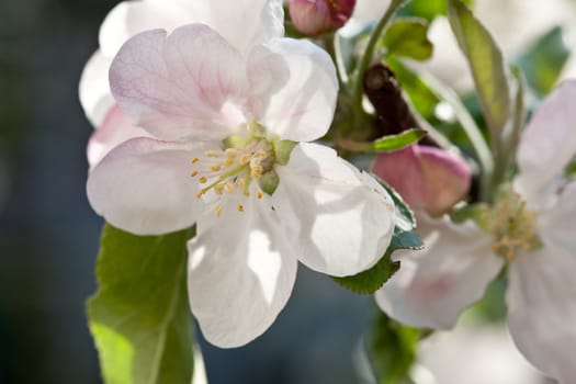 nature series: apple flower in spring season