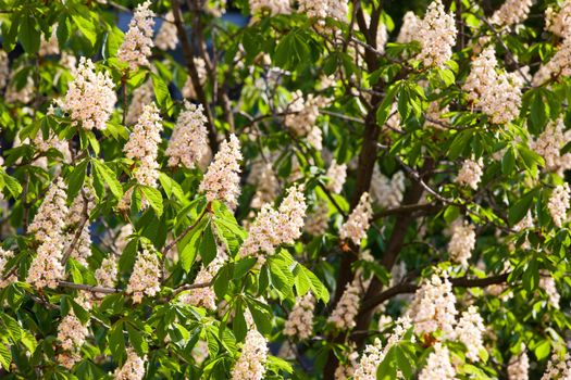 nature series: horse- chestnut bloom in spring season