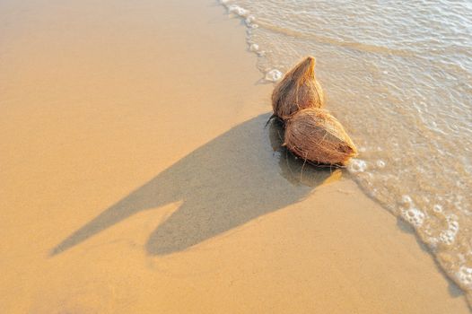 Two coconuts on the sandy sea shore
