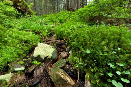 Picture of the forest in the Carpathian mountains