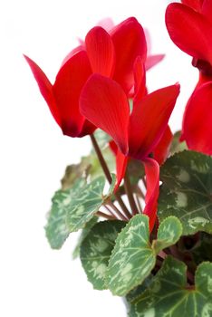 red cyclamen flower isolated on white background