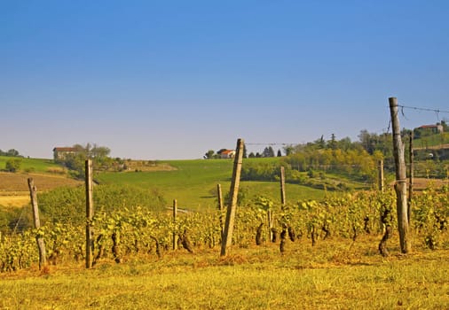 Green and gorgeous vineyard with blue sky on the background