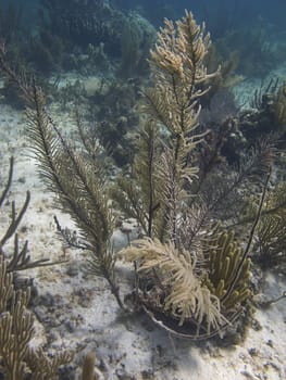 Plant like coral underwater