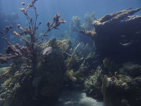 Large view of a coral reef