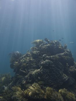 Coral reef under sun rays, home to many species of fish