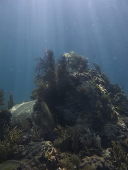 Under water coral reef bathed with sun rays