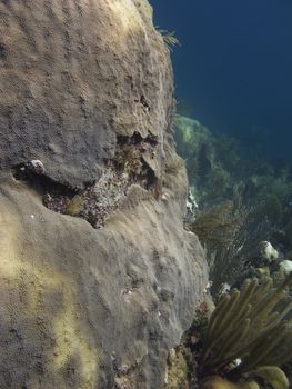 Close up view of a giant coral looking like a rock