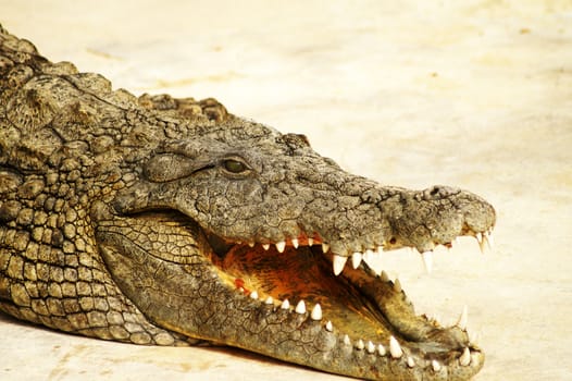 dangerous alligator with open mouth