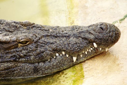 The face of a crocodile in focus 