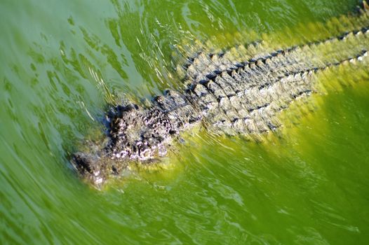 Alligator hunting in the rivers of Africa 