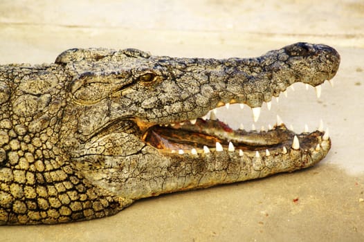 dangerous alligator with open mouth