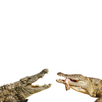 dangerous alligators with open mouth