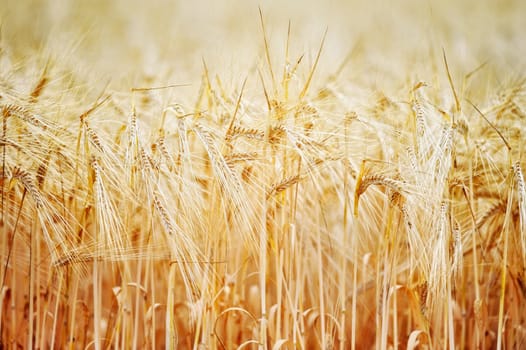 Mass of wheat on the yellow meadow