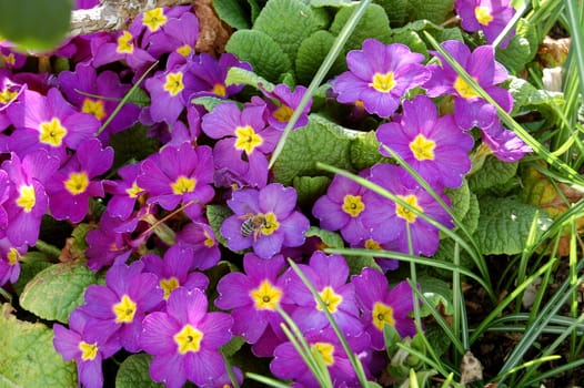 a lot of flowers in the meadow