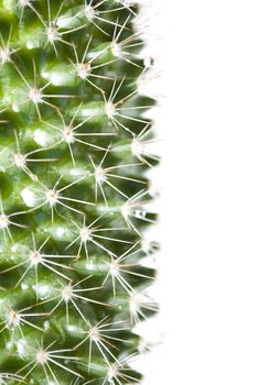 cactus closeup isolated on white background