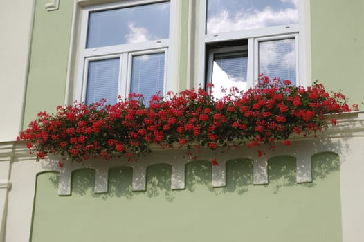 Windows with flowers