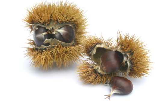 lleckere Edelkastanien,teilweise noch im Fruchtgehäuse	
delicious chestnuts, some still in the fruit body