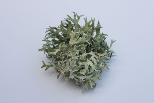Nahaufnahme eines  kleinen Stückes einer Strauch-flechte 	
Close-up of a small piece of a shrub-lichen