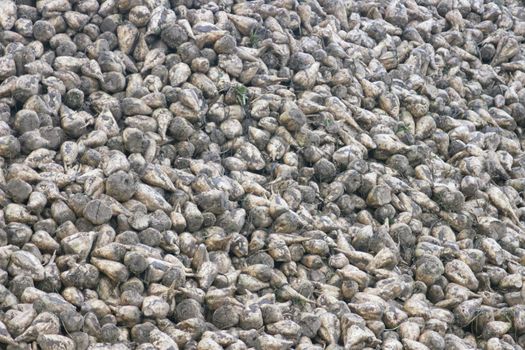 frisch geerntete Zuckerrüben,zu einem Berg aufgeschichtet	
freshly harvested sugar beets, piled up a mountain