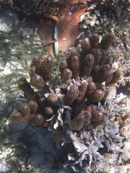 Top close up view of a purple and brown coral