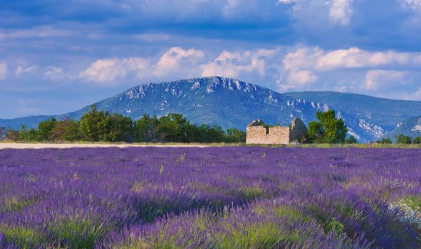 Landscape in Provence , France, with lavender field and an abandoned old barn during a windy afternoon