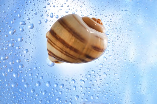 Sea cockleshell on a blue background with water drops close up
