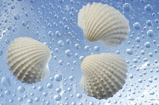 Sea cockleshells of white color on a blue background with water drops
