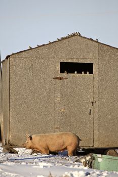 Pig beside shed in winter