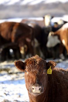 Tagged cattle at feeding station in winter