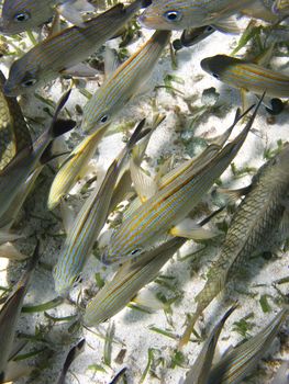 School of French grunt swimming on the ocean floor