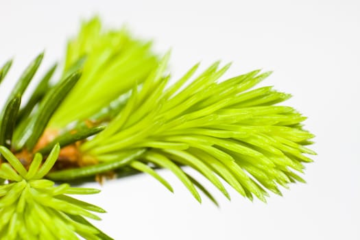 close-up of fir tree with nice fresh green