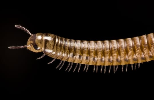 millipede on black background.