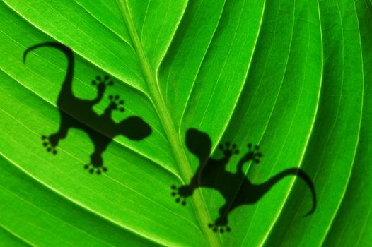 green jungle leaf with gecko shadow showing rainforest or nature concept