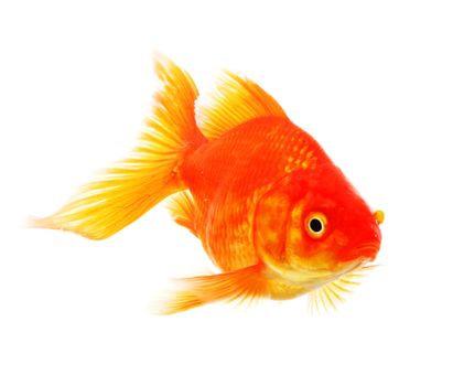 swimming single goldfish isolated on white showing lonelyness concept