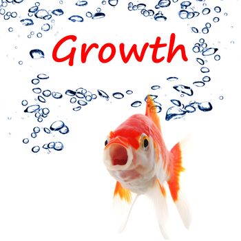 business growth or success concept with goldfish