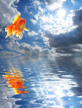 blue sky goldfish with water reflection clouds and copyspace