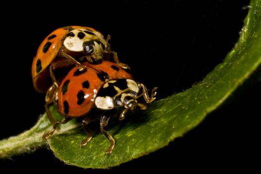 two ladybeetles in close up before black background