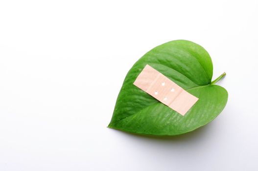 green leaf isolated on white showing broken nature ecology concept with band aid