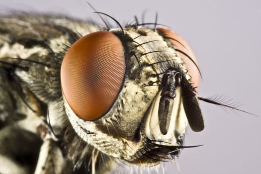 Head of horse fly with huge compound eye in extreme close up